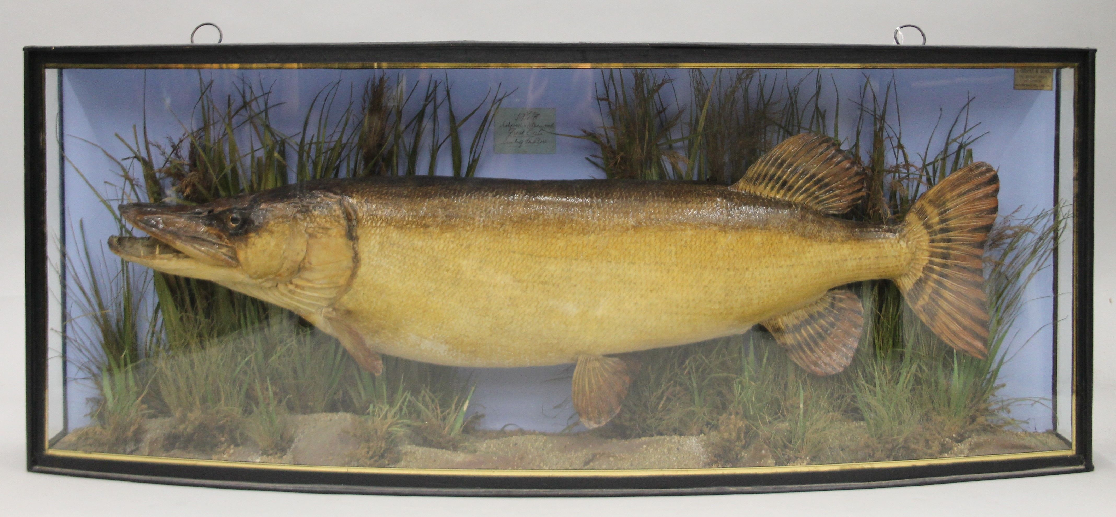 A taxidermy specimen of a preserved Pike (Esox lucius) by J Cooper & Sons in a naturalistic setting