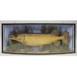 A taxidermy specimen of a preserved Pike (Esox lucius) by J Cooper & Sons in a naturalistic setting