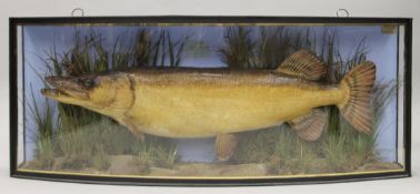 A taxidermy specimen of a preserved Pike (Esox lucius) by J Cooper & Sons in a naturalistic setting