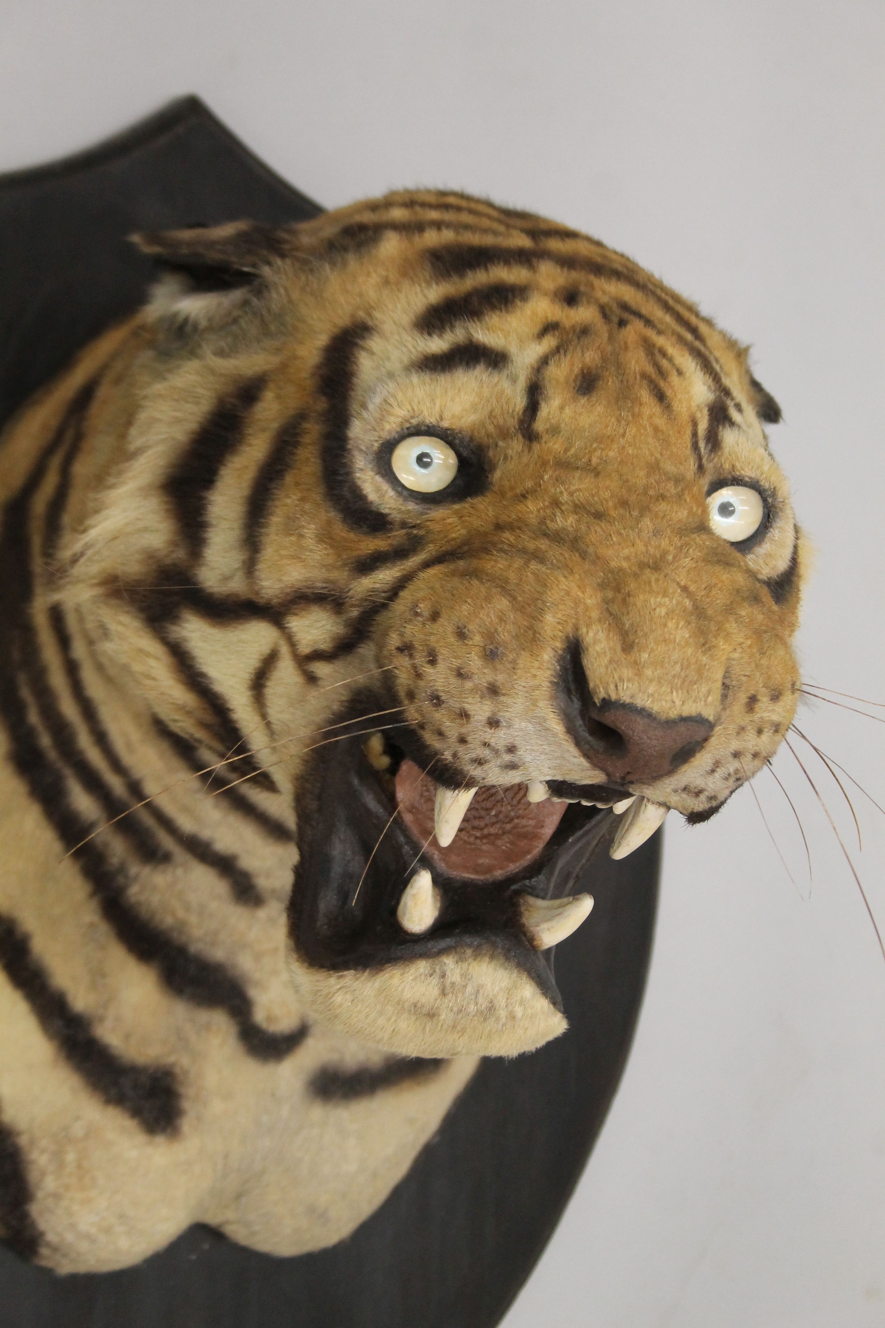 A taxidermy specimen by Van Ingen and Van Ingen of a preserved tiger's head (Panthera tigris - Bild 2 aus 15