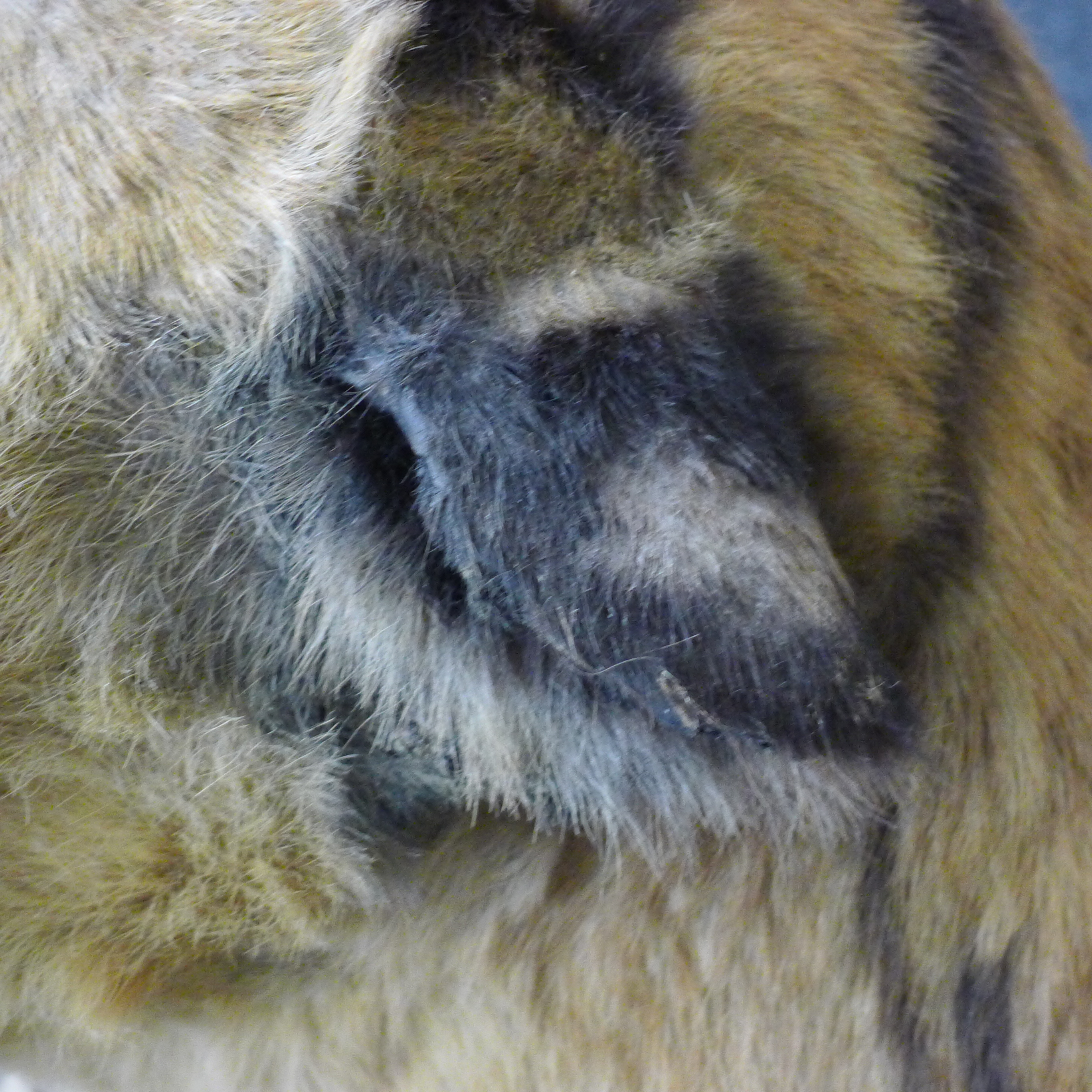 A taxidermy specimen by Van Ingen and Van Ingen of a preserved tiger's head (Panthera tigris - Bild 10 aus 15