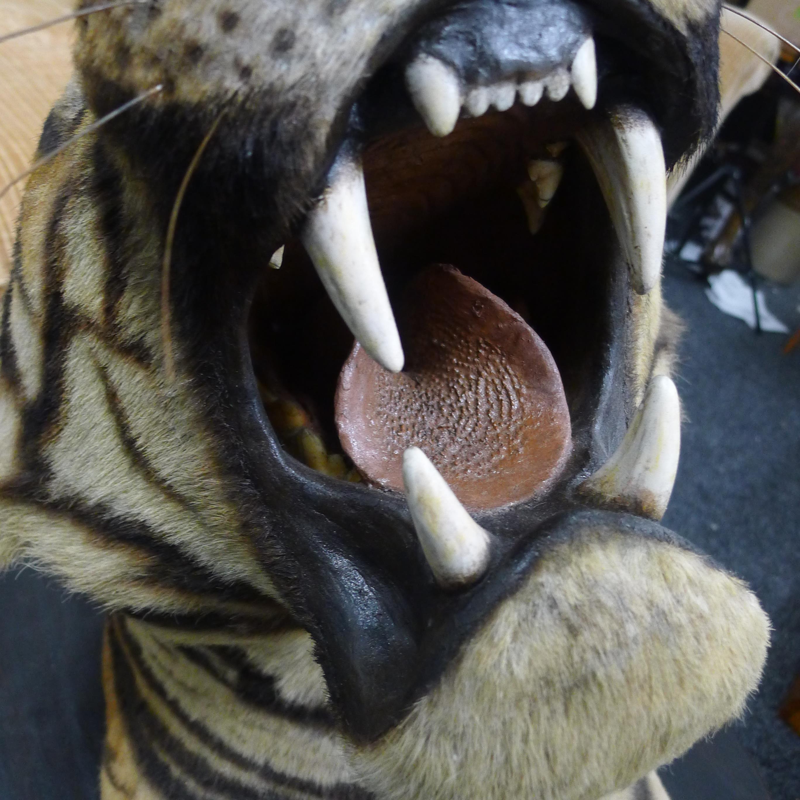 A taxidermy specimen by Van Ingen and Van Ingen of a preserved tiger's head (Panthera tigris - Bild 6 aus 15