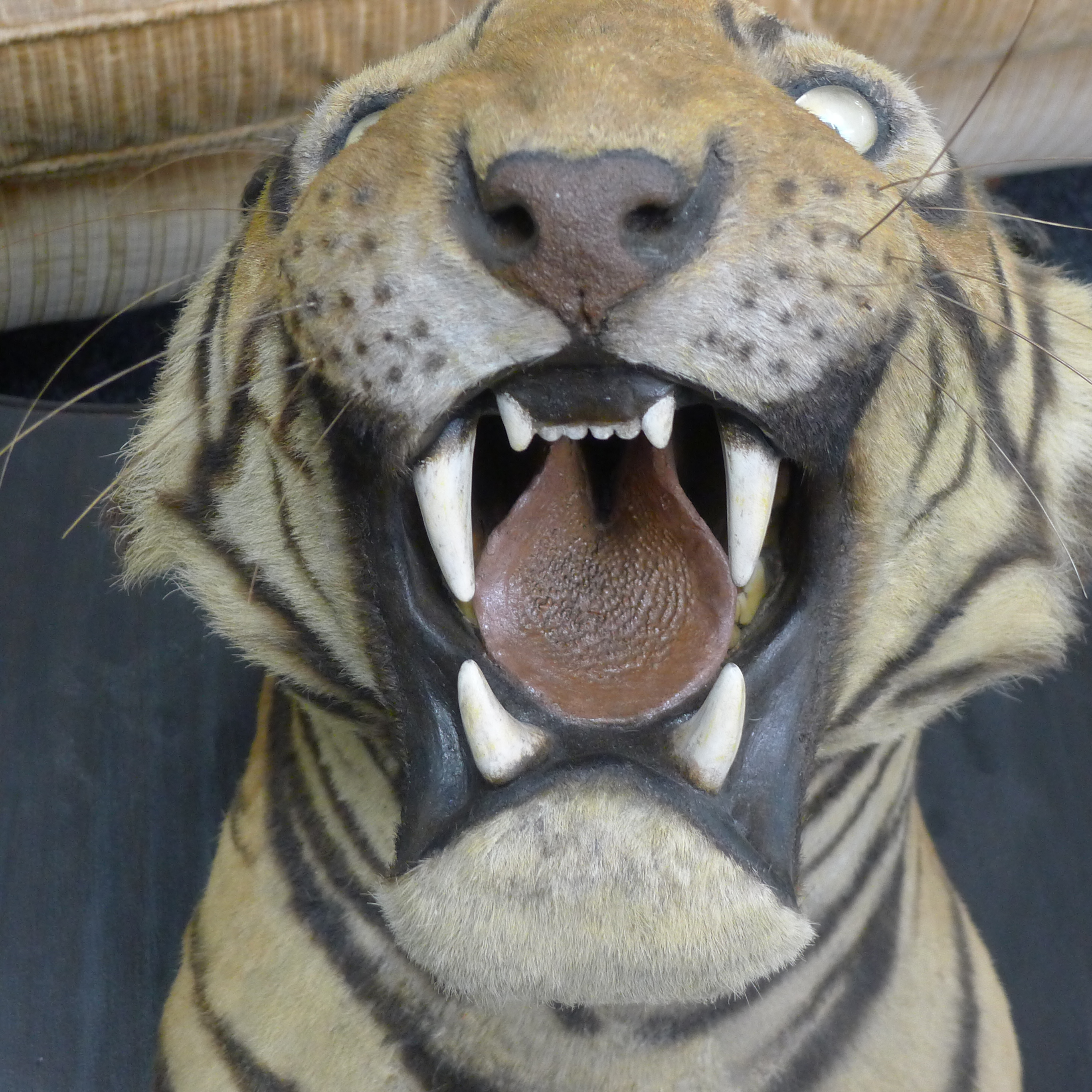 A taxidermy specimen by Van Ingen and Van Ingen of a preserved tiger's head (Panthera tigris - Bild 13 aus 15