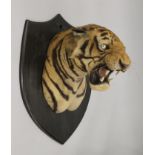 A taxidermy specimen by Van Ingen and Van Ingen of a preserved tiger's head (Panthera tigris