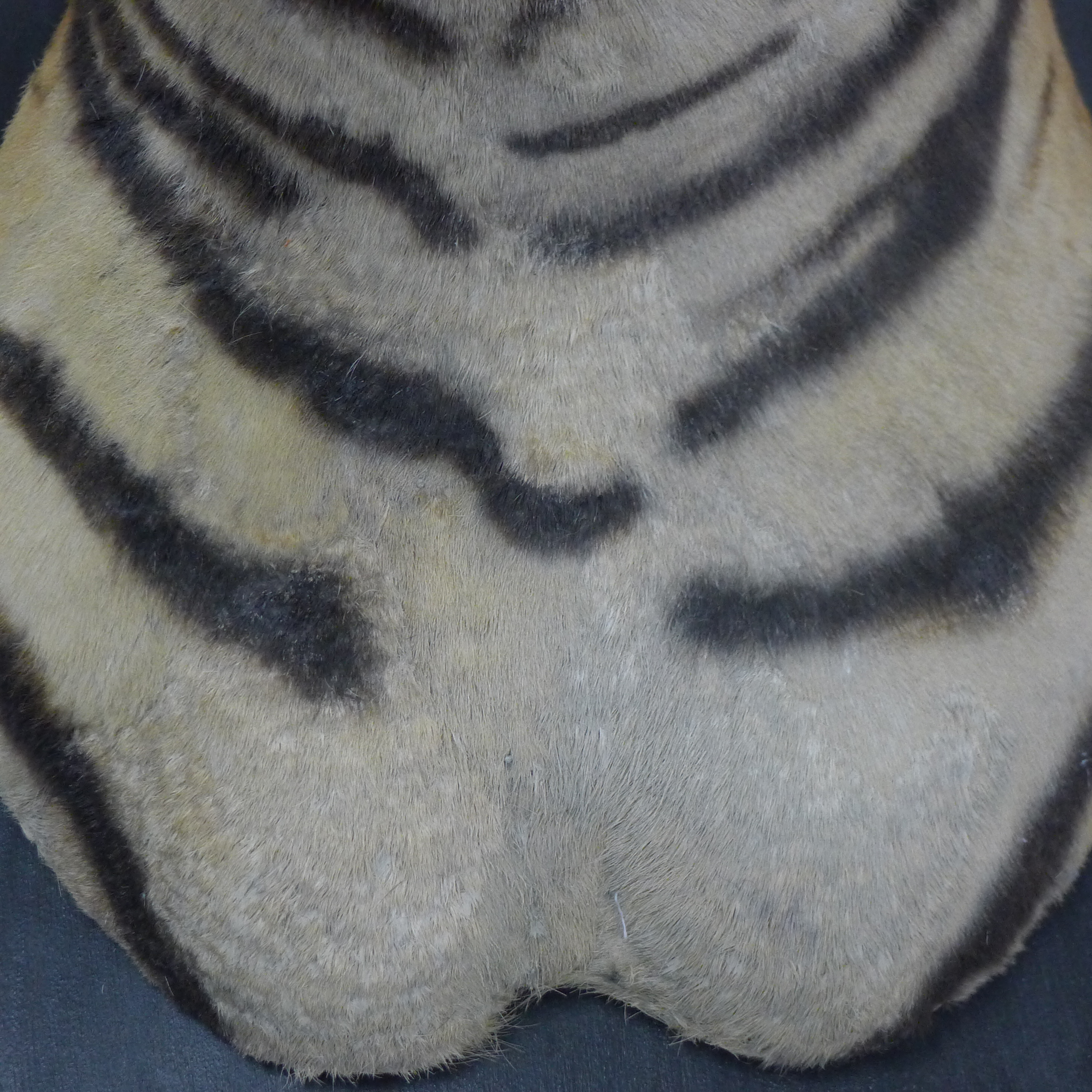 A taxidermy specimen by Van Ingen and Van Ingen of a preserved tiger's head (Panthera tigris - Bild 8 aus 15