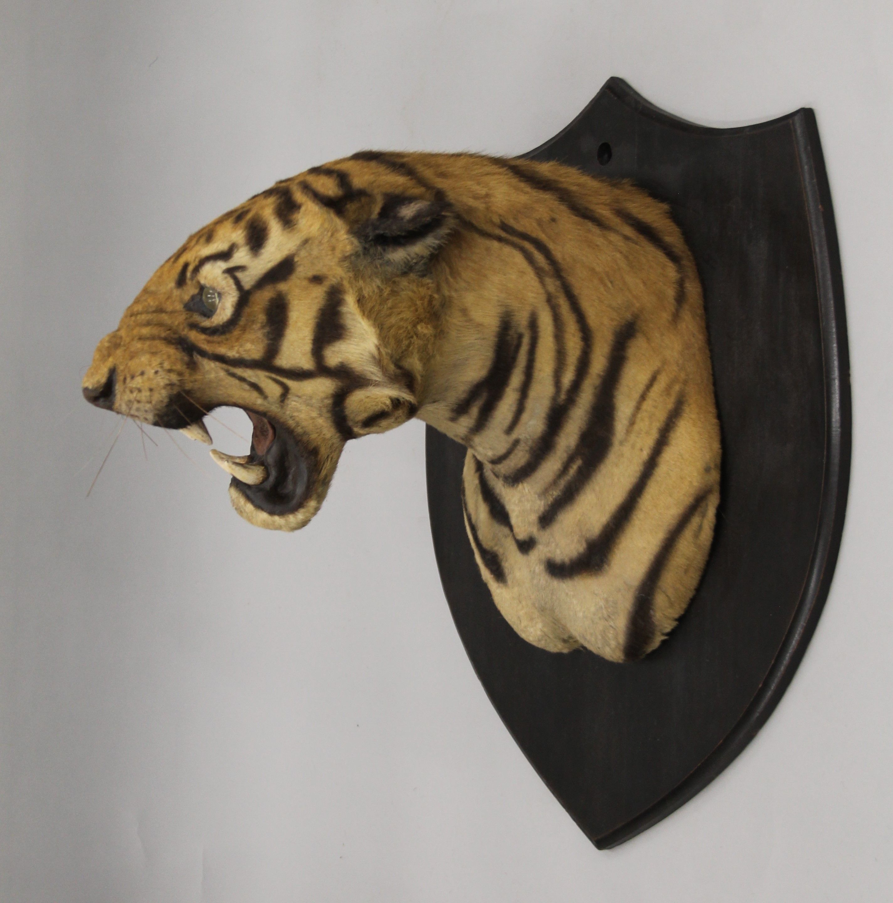 A taxidermy specimen by Van Ingen and Van Ingen of a preserved tiger's head (Panthera tigris - Bild 3 aus 15