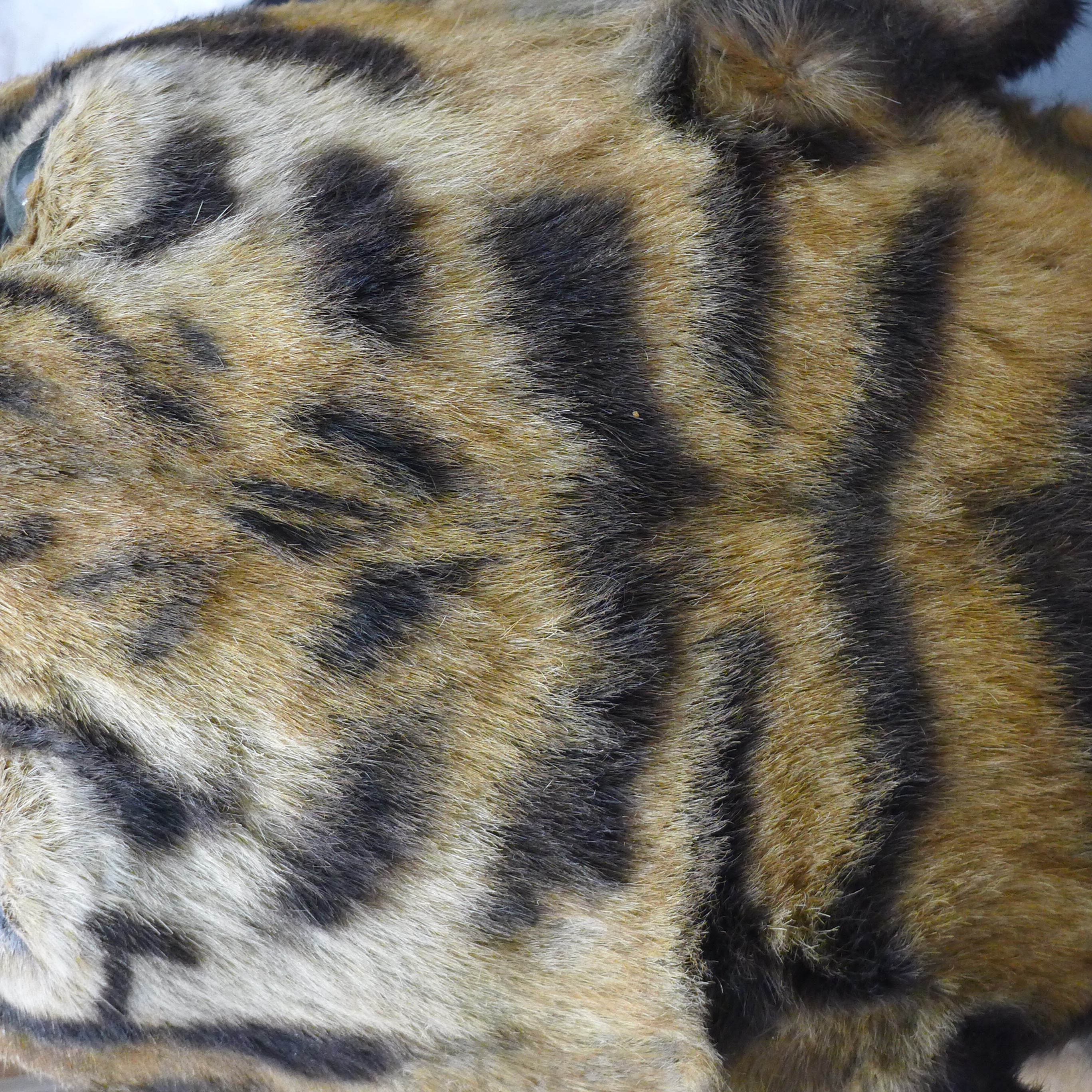 A taxidermy specimen by Van Ingen and Van Ingen of a preserved tiger's head (Panthera tigris - Bild 11 aus 15