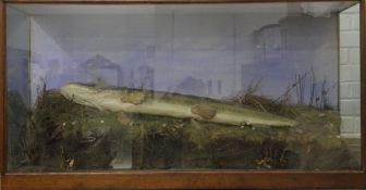 A taxidermy specimen of a preserved Pike (Esox lucius) lying on a river bank in a wooden and glazed
