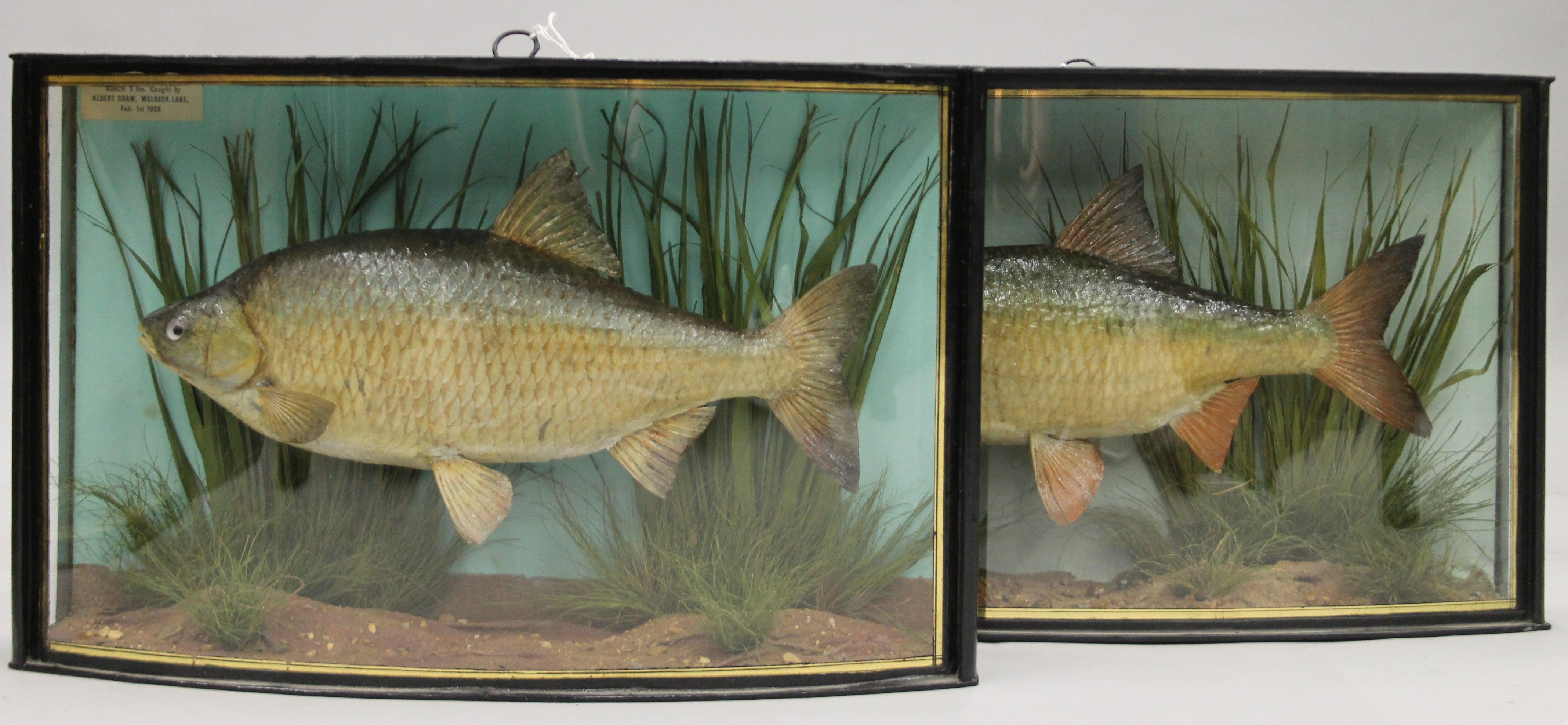 Two taxidermy specimens of preserved Roach (Rutilus rutilus) by J Cooper & Sons in separate bow