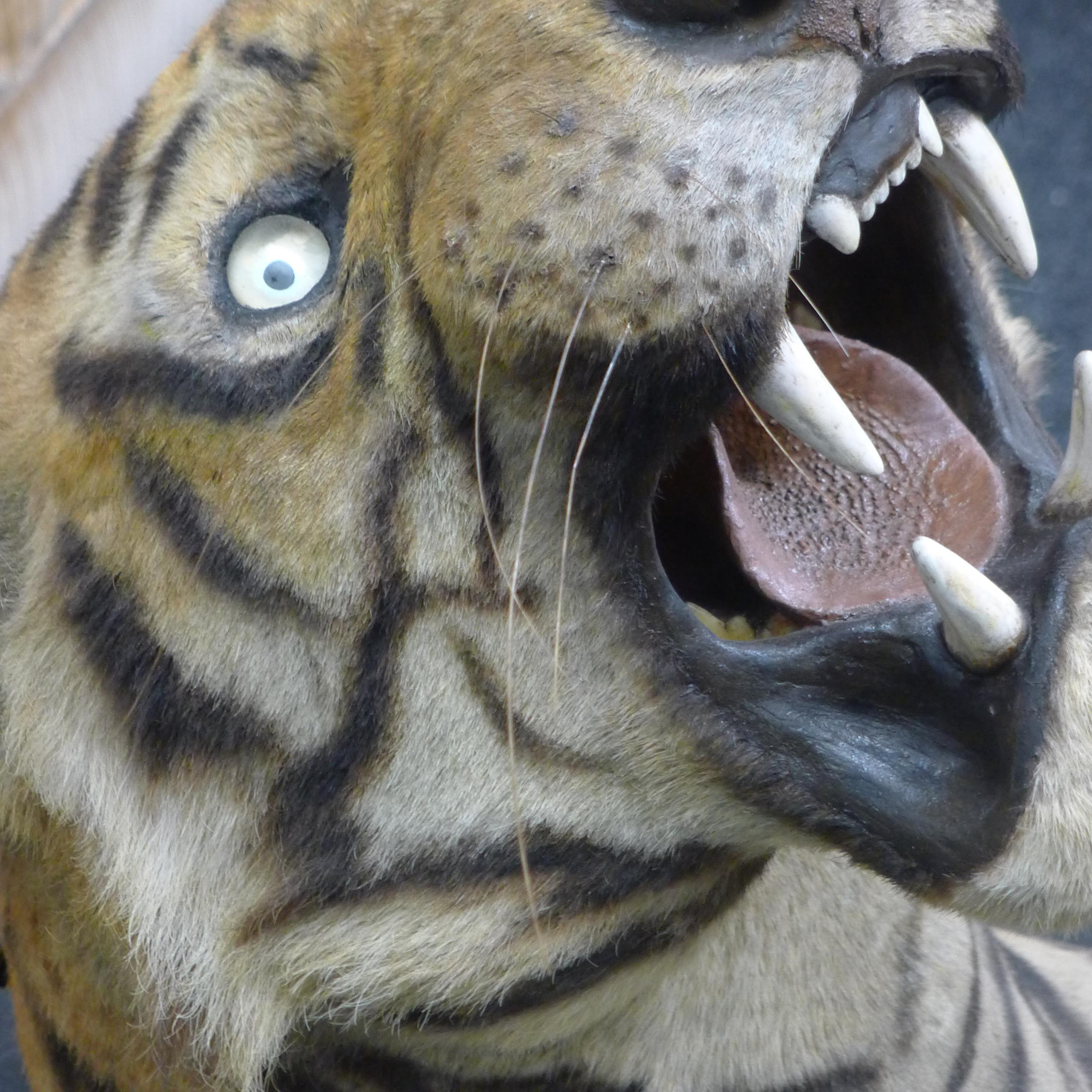 A taxidermy specimen by Van Ingen and Van Ingen of a preserved tiger's head (Panthera tigris - Bild 7 aus 15