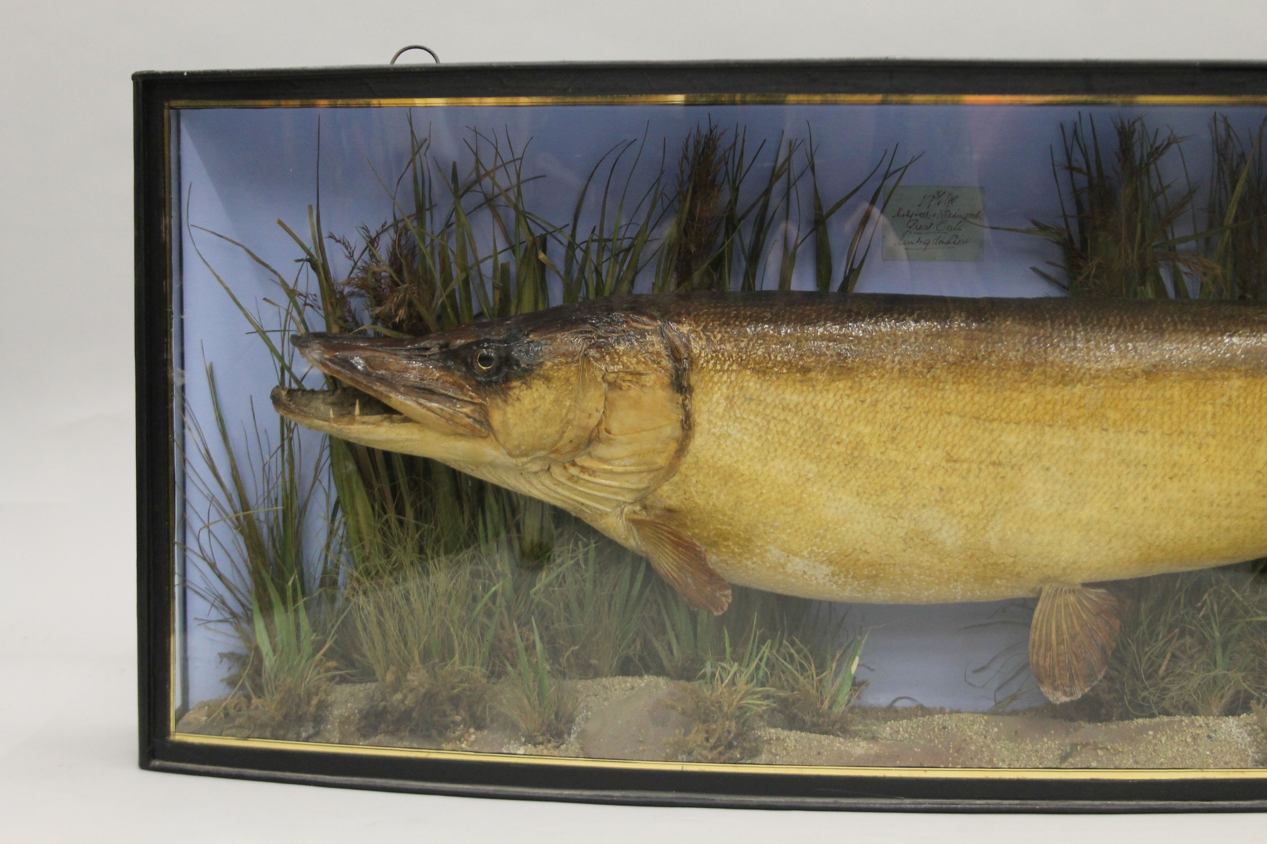 A taxidermy specimen of a preserved Pike (Esox lucius) by J Cooper & Sons in a naturalistic setting - Bild 2 aus 4