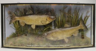 A taxidermy specimen by J Cooper & Sons of a pair of preserved Chubb (Squalius cephalus) set in a
