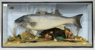 A taxidermy specimen of a large preserved Bass (Dicentrarchus labrax) set in a naturalistic setting