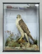 A Victorian taxidermy specimen of a preserved Peregrine Falcon (Falco peregrinus),