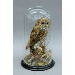 A Victorian taxidermy specimen of a preserved Tawny Owl (Strix aluco) set in a naturalistic setting