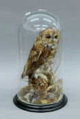 A Victorian taxidermy specimen of a preserved Tawny Owl (Strix aluco) set in a naturalistic setting