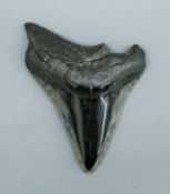 A fossilized sharks tooth, possibly Megalodon. 10 cm long.