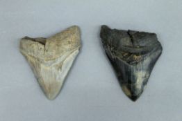 Two fossilized shark's teeth, possibly Megalodon. 8.5 cm long and 9 cm long.
