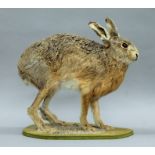 A late 20th century taxidermy specimen of a preserved Brown Hare (Lepus capensis). 40 cm high.