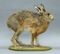A late 20th century taxidermy specimen of a preserved Brown Hare (Lepus capensis). 40 cm high.