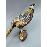 A mid/late 20th century taxidermy specimen of a preserved Reeves's Pheasant (Syrmaticus reevesii).