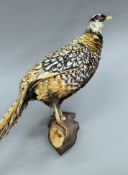 A mid/late 20th century taxidermy specimen of a preserved Reeves's Pheasant (Syrmaticus reevesii).