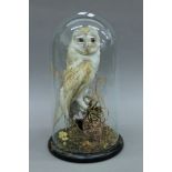 A Victorian taxidermy specimen of a preserved Barn Owl (Tyto alba) set in a naturalistic setting