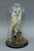 A Victorian taxidermy specimen of a preserved Barn Owl (Tyto alba) set in a naturalistic setting