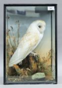 A Victorian taxidermy specimen of a preserved Barn Owl (Tyto alba) set in a naturalistic setting in