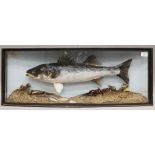 A taxidermy specimen of a preserved Bass (Dicentrarchus labrax) set in a naturalistic setting in a