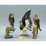 Two early 20th century taxidermy specimens of preserved Kestrels (Falco tinnunculus) and a Lapwing