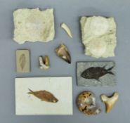 A quantity of various fossils.