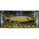 A taxidermy specimen of a preserved Pike Esox lucius by J Cooper & Son in a naturalistic setting in