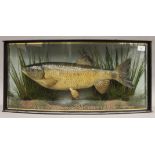 A taxidermy specimen of a preserved Chub Squalius cephalus by J Cooper & Son in a naturalistic