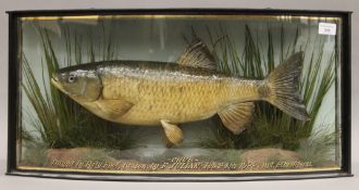 A taxidermy specimen of a preserved Chub Squalius cephalus by J Cooper & Son in a naturalistic