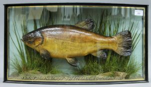 A taxidermy specimen of a preserved Tench Tinca tinca by J Cooper & Son in a naturalistic setting