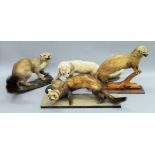 A taxidermy specimen of a preserved Polecat (Mustela putorius) and three other examples from the