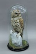 A Victorian taxidermy specimen of a preserved Tawny Owl (Strix aluco),
