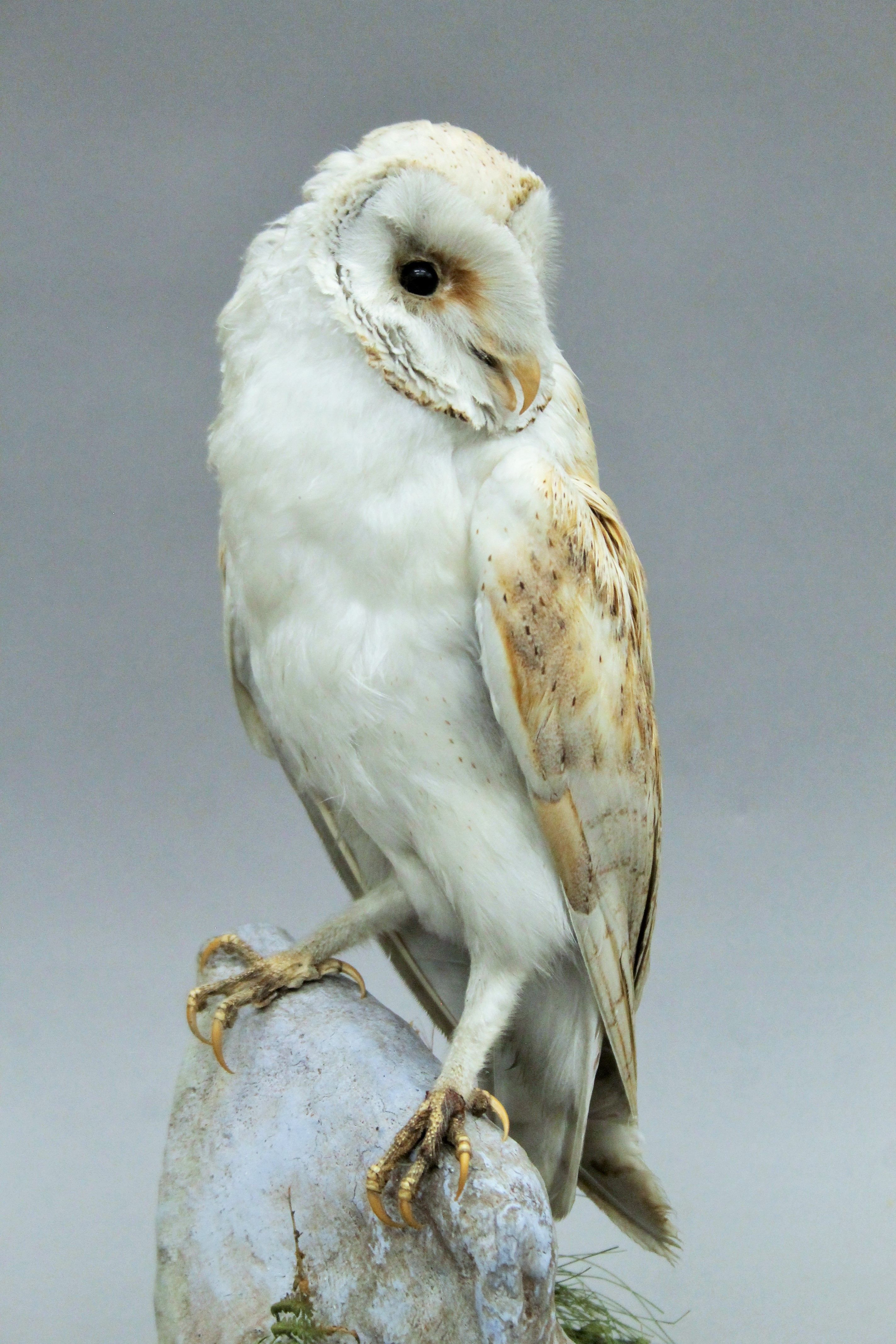 A Victorian taxidermy specimen of a preserved Barn Owl (Tyto alba), - Image 3 of 4