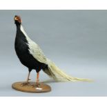 A mid-20th century taxidermy specimen of a preserved Silver Pheasant (Lophura nycthemera).