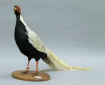 A mid-20th century taxidermy specimen of a preserved Silver Pheasant (Lophura nycthemera).