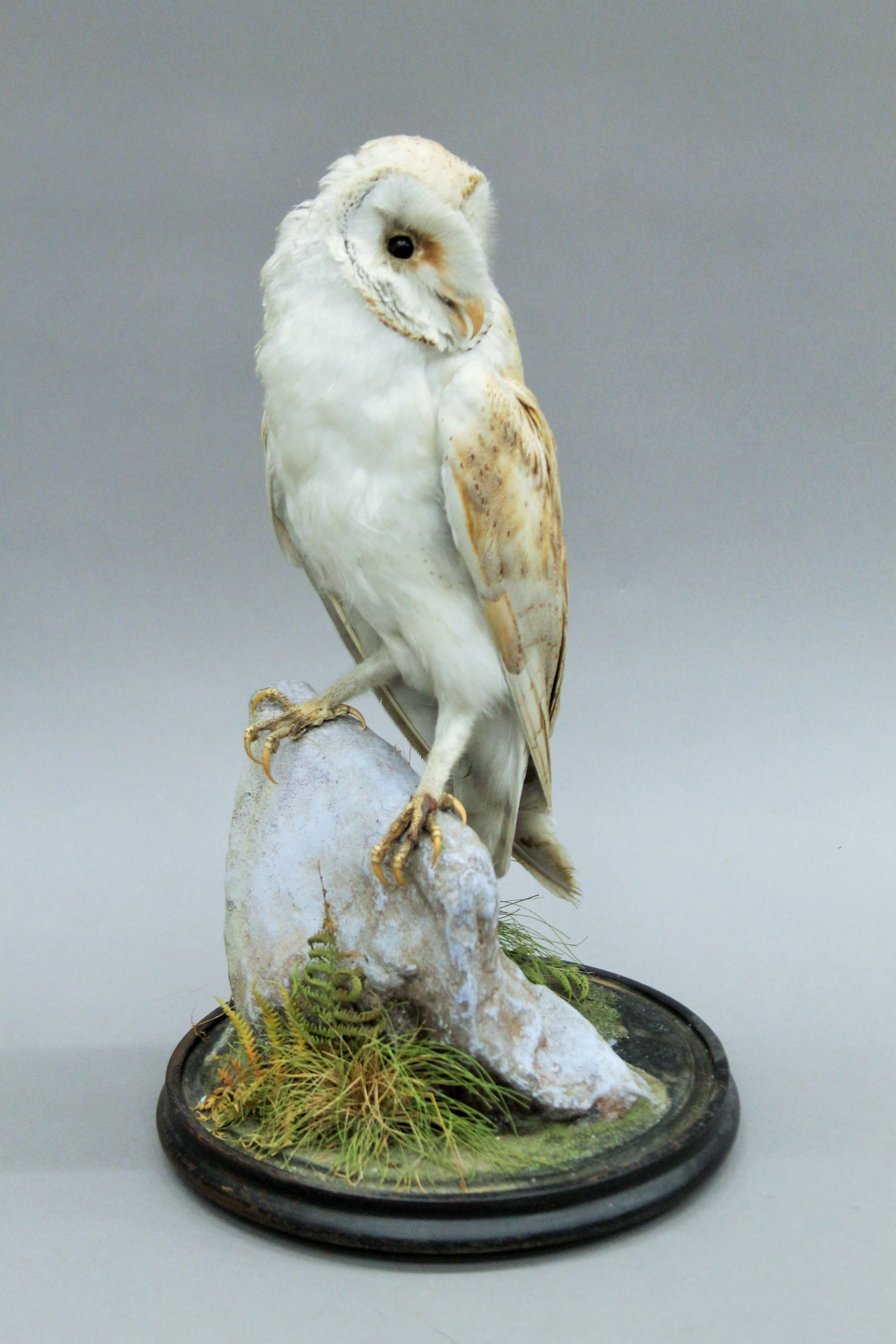 A Victorian taxidermy specimen of a preserved Barn Owl (Tyto alba), - Image 2 of 4