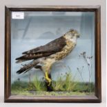 A Victorian taxidermy specimen of a preserved male Merlin (Falco columbarius) set in a naturalistic