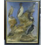 A Victorian wooden and glazed case containg taxidermy specimens of preserved sea birds and waders,