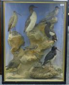 A Victorian wooden and glazed case containg taxidermy specimens of preserved sea birds and waders,