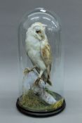 A Victorian taxidermy specimen of a preserved Barn Owl (Tyto alba),