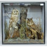 A Victorian wooden and glazed case containing taxidermy specimens of a preserved Long-eared Owl