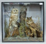 A Victorian wooden and glazed case containing taxidermy specimens of a preserved Long-eared Owl