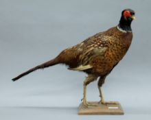 A mid-20th century taxidermy specimen of a preserved Pheasant (Phasianus colchicus). 42 cm high.