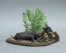 A late 20th century taxidermy specimen group of two preserved Moles (Talpa europaea)on a naturalist